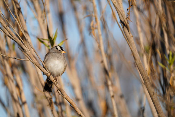 biały crowned sparrow - flitting zdjęcia i obrazy z banku zdjęć