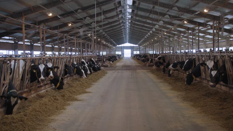 livestock farm, a herd of dairy cows with tags and collars stand in the stall and eat combined feed in barn