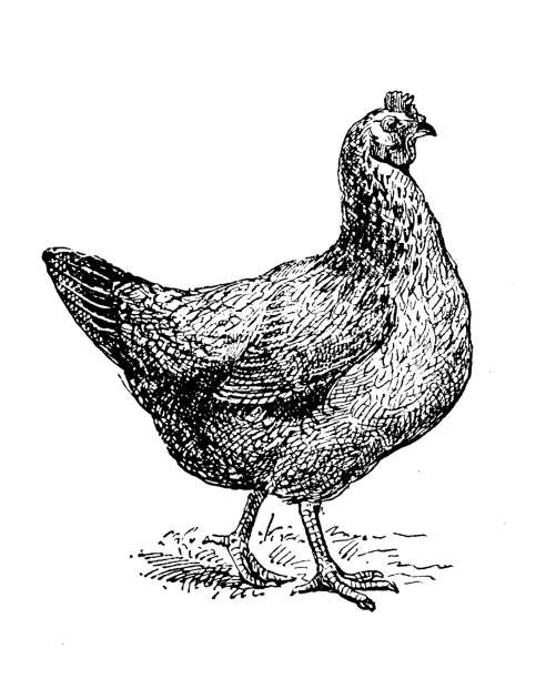 ilustrações de stock, clip art, desenhos animados e ícones de antique illustration: dorking hen - french culture illustrations