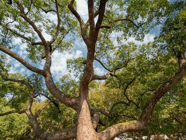 istock An abstract pattern formed by the extension of the sturdy branches of a big tree 1360012298