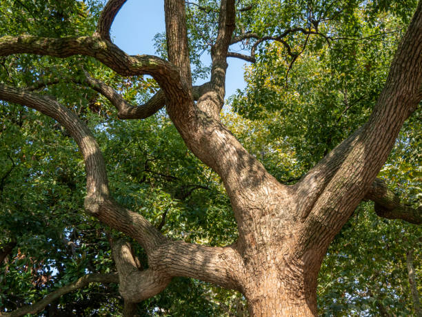 istock An abstract pattern formed by the extension of the sturdy branches of a big tree 1360012335