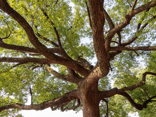 istock An abstract pattern formed by the extension of the sturdy branches of a big tree 1360012361