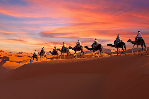 Caravana de camellos que atraviesa el desierto del Sahara en Marruecos al atardecer photo