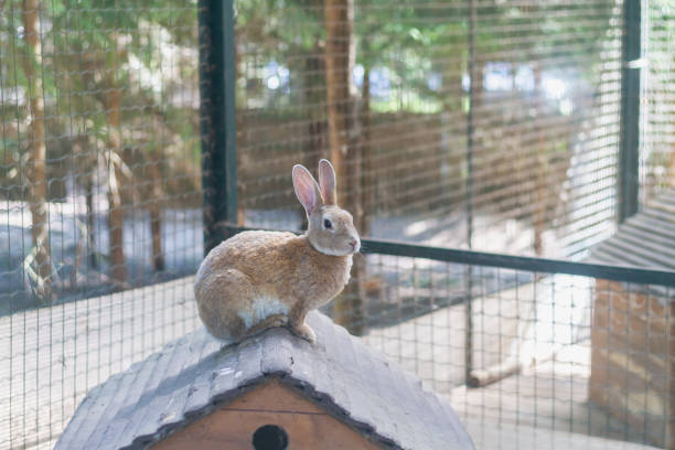 Homemade red rabbit on the roof of a wooden house for rabbits stock photo