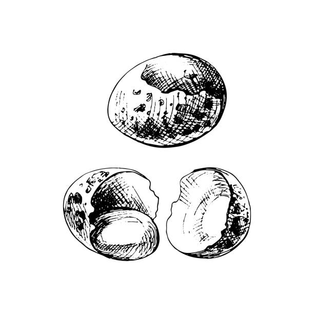 Whole and broken brown quail egg shell. Vector vintage hatching Whole and broken brown quail egg shell. Vector vintage hatching black illustration. Isolated on white background. Hand drawn design quail egg stock illustrations