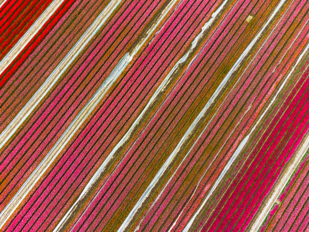 istock Tulips blossoming in a field during springtime seen from above 1360013773