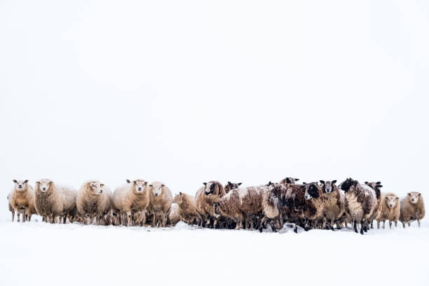 istock Sheep in a snow covered meadow in a winter landscape 1360014946