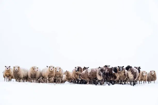 Photo of Sheep in a snow covered meadow in a winter landscape