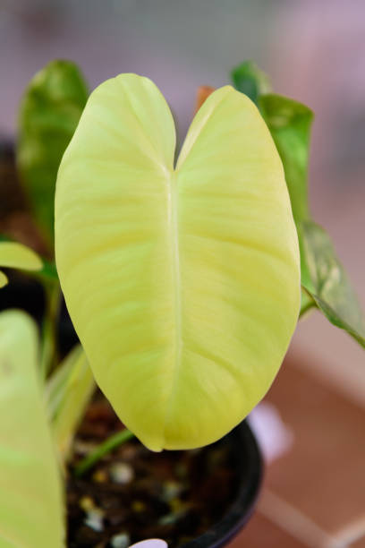 istock philodendron burle marx variegated in black pot 1360015360