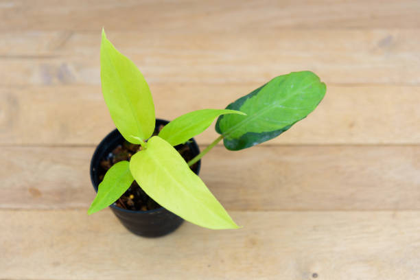 istock Closeup to Philodendron Thai Sunrise 1360015375