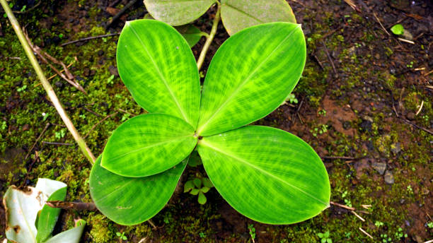 istock costus malortieanus 1360015586