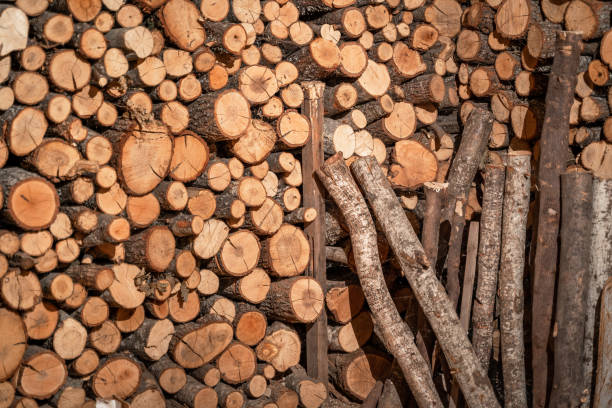 istock Dried and stacked firewood in a shed 1360015597