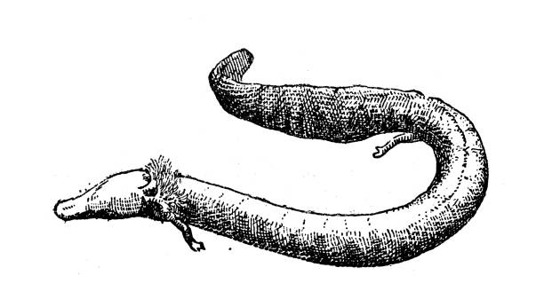 Antique illustration: olm or proteus (Proteus anguinus) Antique illustration: olm or proteus (Proteus anguinus) proteus anguinus stock illustrations