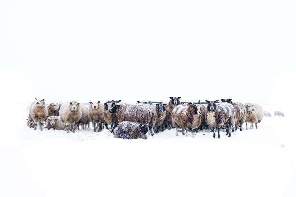istock Sheep in a snow covered meadow in a winter landscape 1360016655