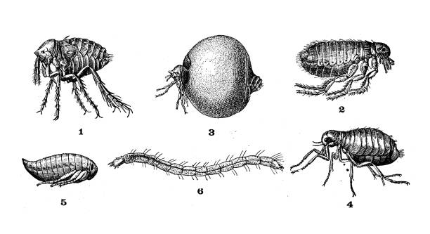 앤티크 일러스트: 벼룩 - engraving eggs engraved image old fashioned stock illustrations