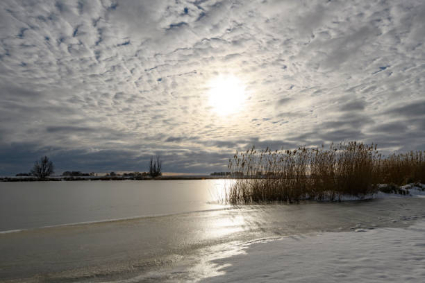 istock Yellow reed in a snowy winter landscape 1360016971