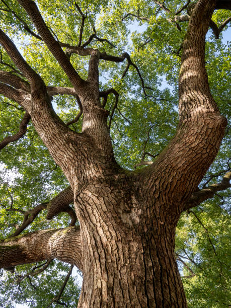 istock An abstract pattern formed by the extension of the sturdy branches of a big tree 1360016979