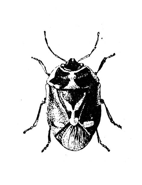bildbanksillustrationer, clip art samt tecknat material och ikoner med antique illustration: shield bug - pentatomidae