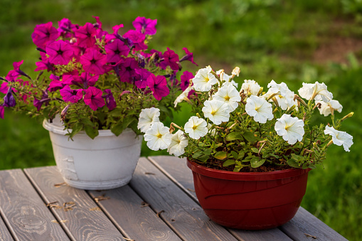 Two flowerpots with pink and white petunias on a wooden table outdoor