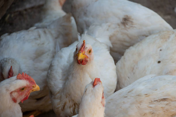 white broiler chickens in the farm yard, chickens communicate - poultry animal curiosity chicken imagens e fotografias de stock