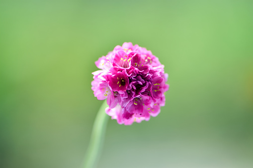 Close up photo of little Armeria alpina in the garden, beautiful purple flowers of the perennial Armeria