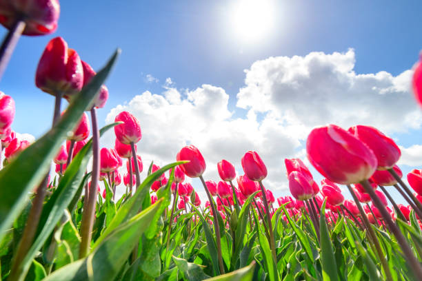 istock Tulips during a springtime day blossoming in a field 1360023482