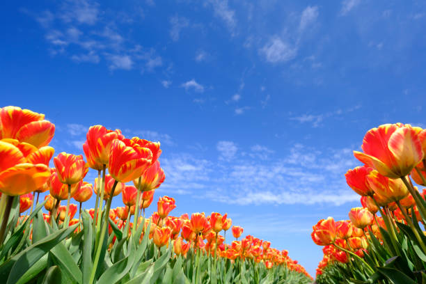 istock Colorful tulips growing in a field during springtime 1360023734
