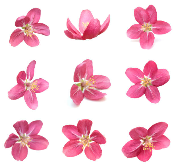 istock blooming apple flower heads 1360023902
