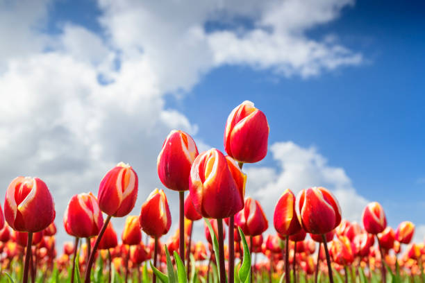 istock Tulips during a springtime day blossoming in a field 1360024119