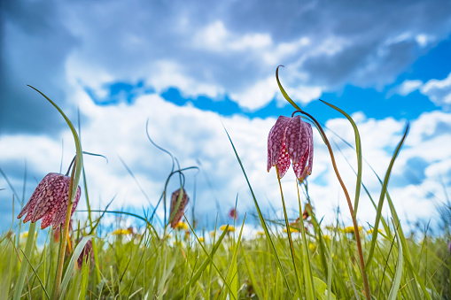 Snake's Head Fritillary (Fritillaria meleagris) in a meadow during a beautiful springtime sunrise with drops of dew on the grass in the delta of the river Vecht in Overijssel, The Netherlands.