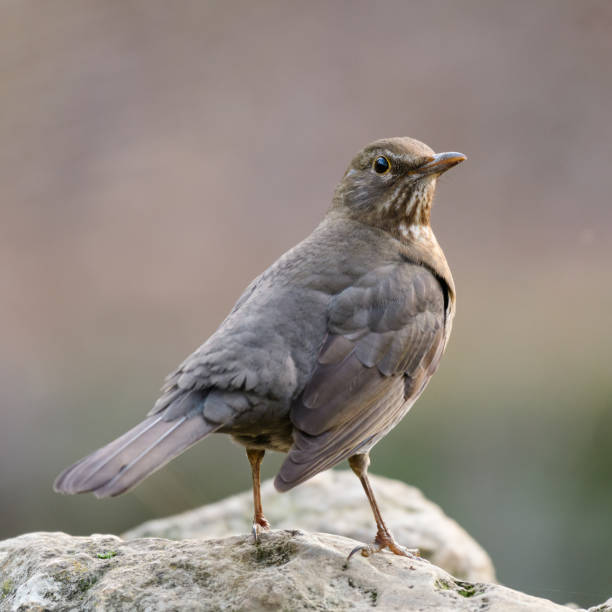 istock Common blackbird young Turdus merula in the wild 1360026362