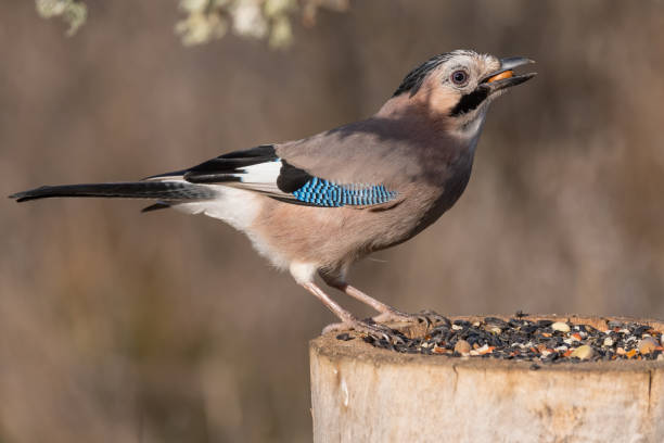 istock Eurasian jay Garrulus glandarius portrait close up 1360026420