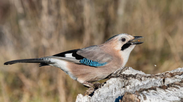 istock Eurasian jay Garrulus glandarius in the wild 1360026431