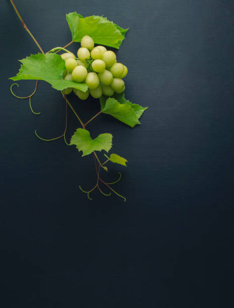 racimos de uvas sobre fondo de madera oscura. tendido plano. variedad de uvas maduras de colores como símbolo de la cornucopia otoñal - maple leaf close up symbol autumn fotografías e imágenes de stock
