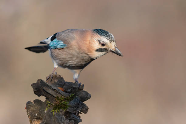 istock Eurasian jay Garrulus glandarius in the wild 1360026576