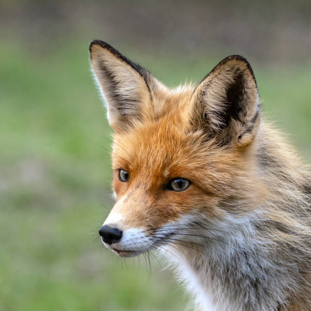 istock Red Fox Vulpes vulpes in the wild. Close up 1360026855