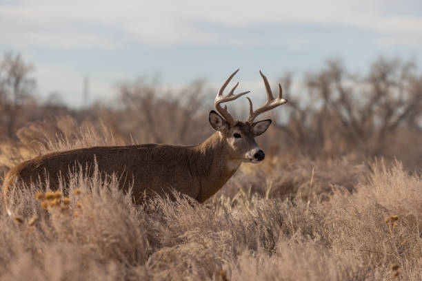istock Buck Whitetail Deer in Autumn 1360026972