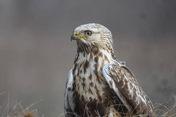 rough-legged buzzard in nature habitat. close up - rough legged hawk bird of prey hawk animals in the wild imagens e fotografias de stock