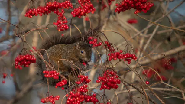 Photo of Écureuil noir, (sciurus carolinensis), eastern gray squirrel eating berries.