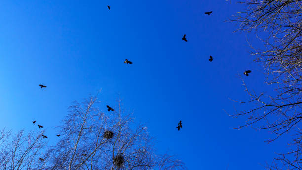 istock Bare branches of trees against the blue sky and birds. Nature conservation. 1360028570