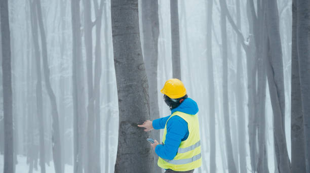 Biologist environmentalist examining the condition of the forest and the trees.