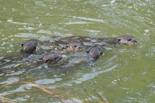 Wild otters at the public Bay East Garden, Gardens by the Bay, located along the Singapore River.