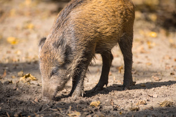 Wild boar in a nature reserve enjoying the sunshine during an ealry autumn day in the forest.