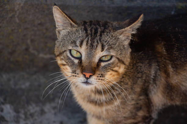 istock young tabby cat fighter is resting in the yard after a hard day 1360031480