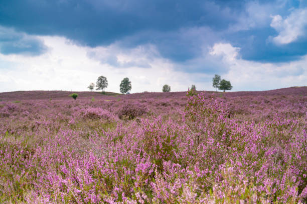 istock Heath blooming in a heathland landscape during summer 1360031867