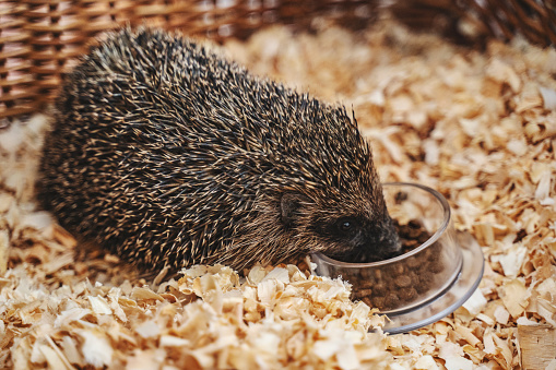 Hedgehog eating catfood from bowl stock photo