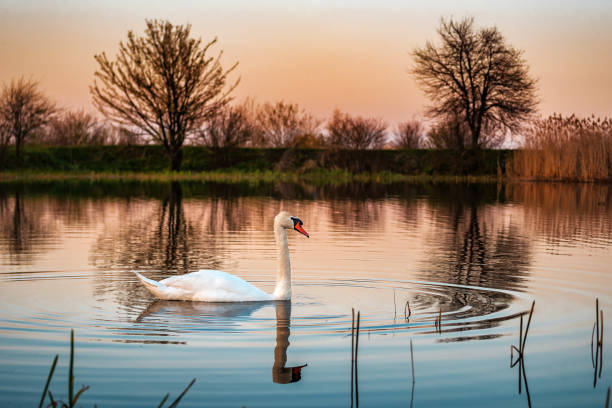 istock beautiful white swan at sunset 1360033225