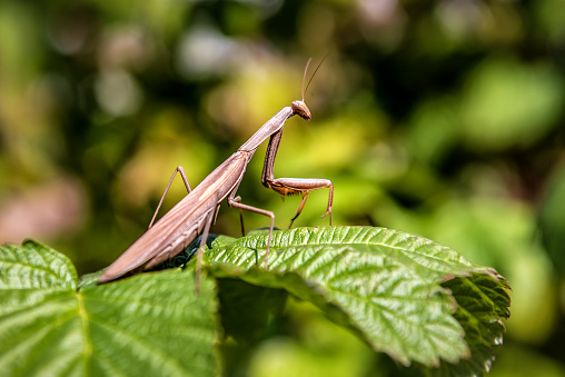 Praying mantis in close up on twig