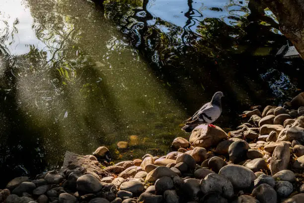 Photo of Pigeon by the water of a lake with sunset light entering.