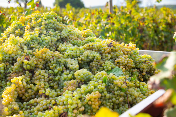 istock Freshly harvested white grapes in big crate 1360034923